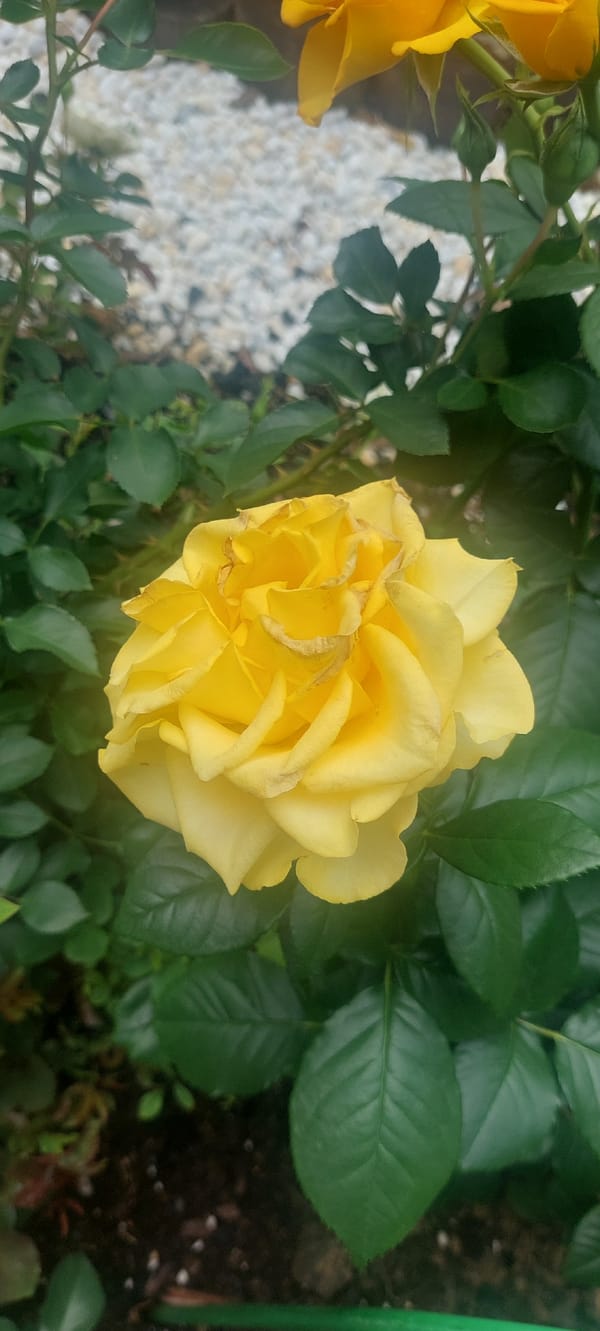 Close-up tour of a blooming Odintsovo garden in June