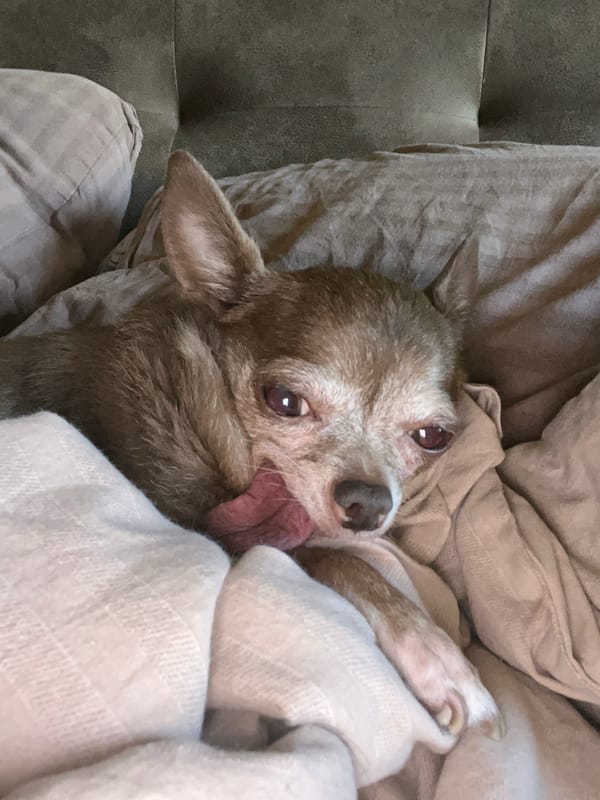 Chihuahua lounging on a bed in Nizhny Novgorod