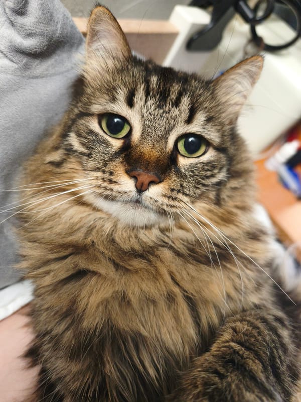Cats of all ages, from newborns to adults, up close.