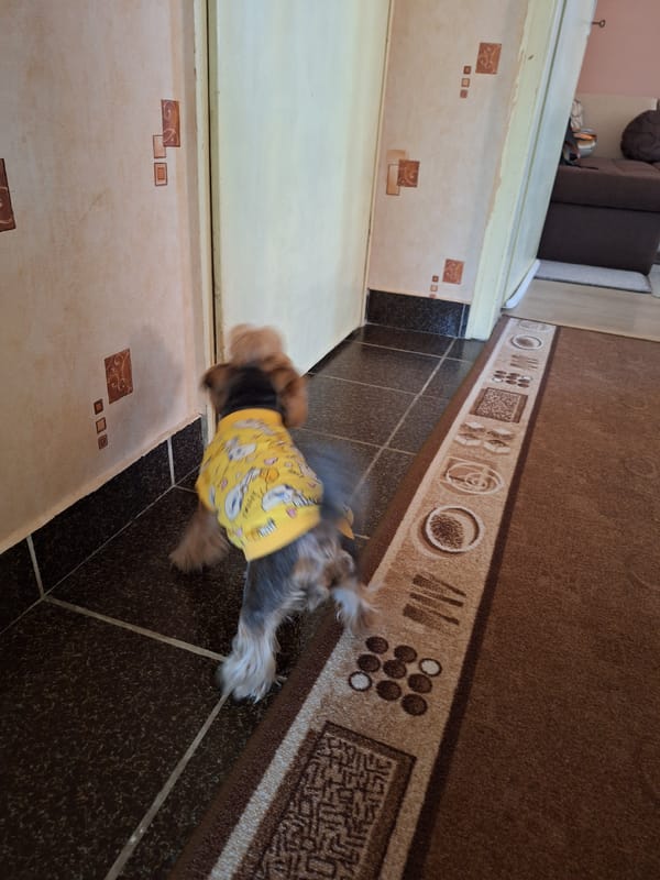 Yorkshire Terrier in yellow shirt walks through Montana hallway