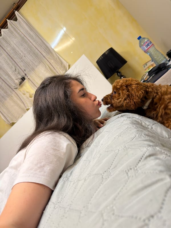 Bedroom hangout with a fluffy toy poodle in Sofia