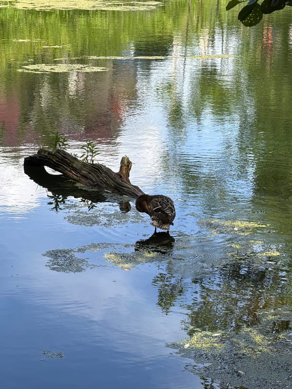 Mallard and ducklings at a duckweed pond in suburban Russia