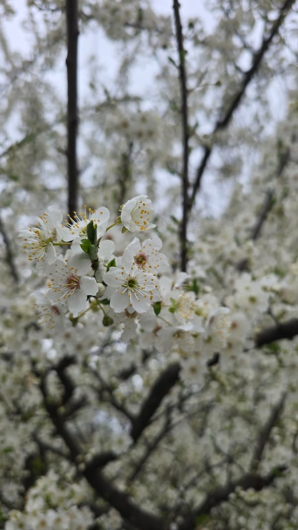 Spring blossoms captured in close-up photograph in Pleven