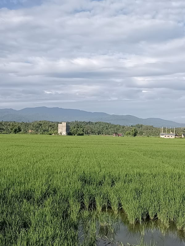 Green rice fields stretch toward the hills in rural Indonesia