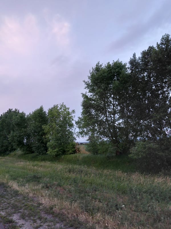 Sunflower fields and dirt roads at dusk, rural countryside