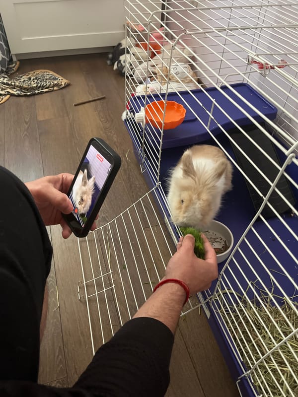 Pet rabbit feeding captured in Sofia morning session