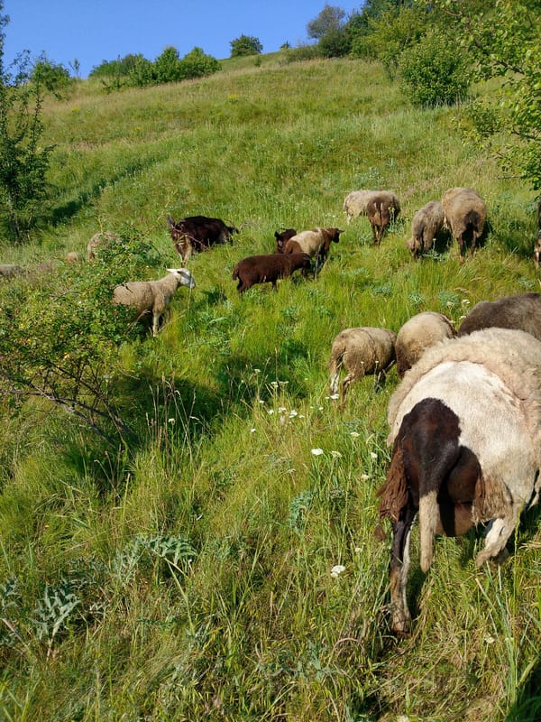 Sheep flock grazes on hillside under clear morning skies