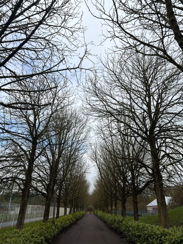 Late winter urban nature scenes captured in Luxembourg