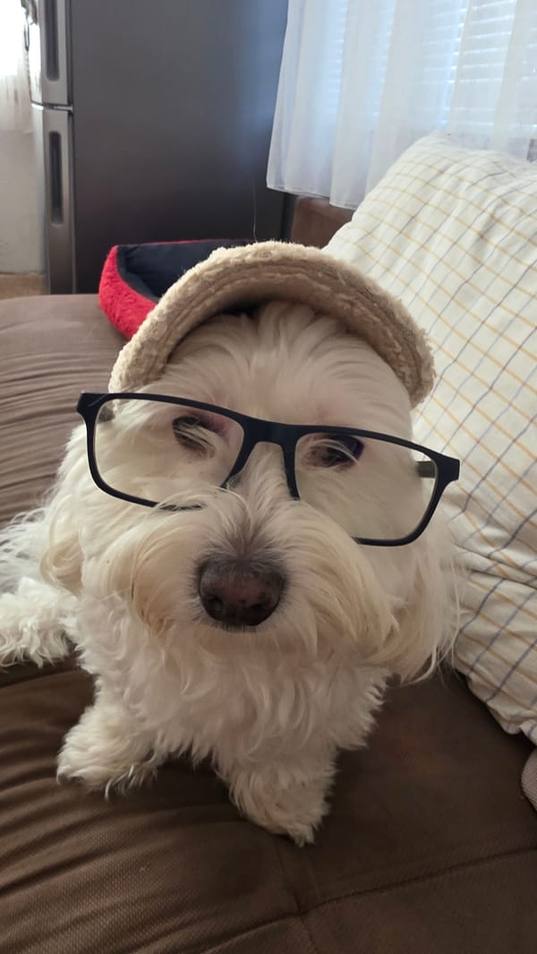 Pet owner documents costumed dog and guinea pig in Bulgaria