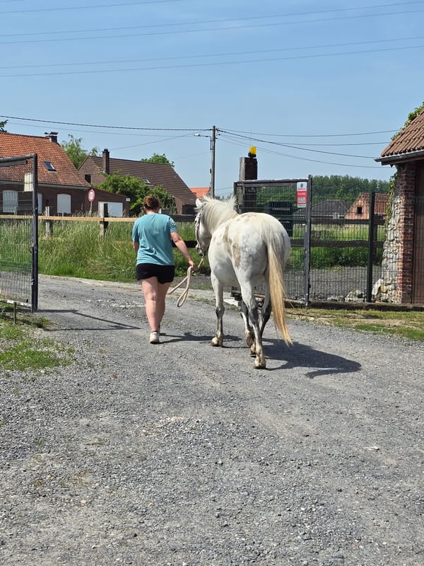 Horses graze peacefully in Tournai fields during sunny morning