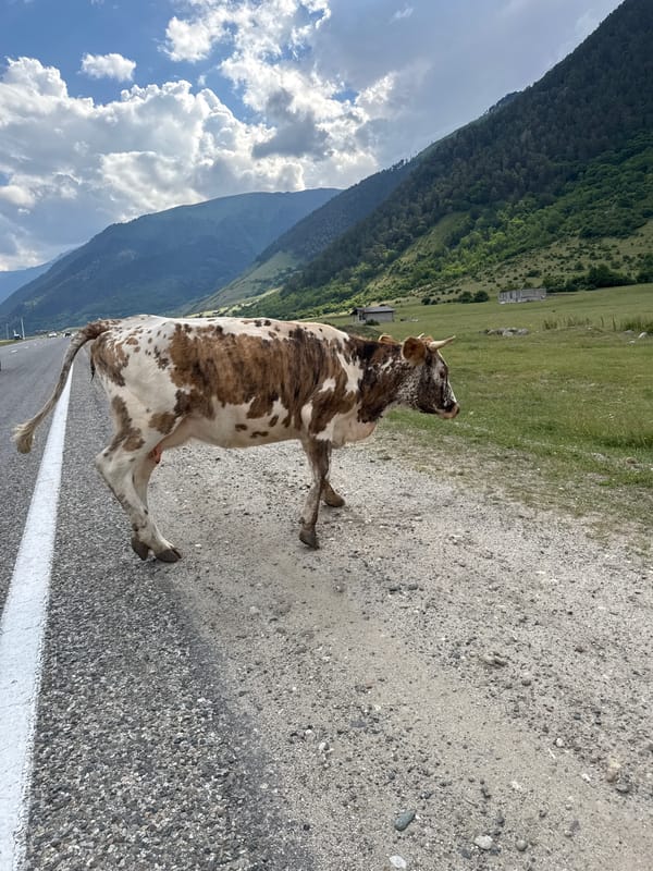 Cattle grazing in mountain pasture, Caucasus foothills, Russia