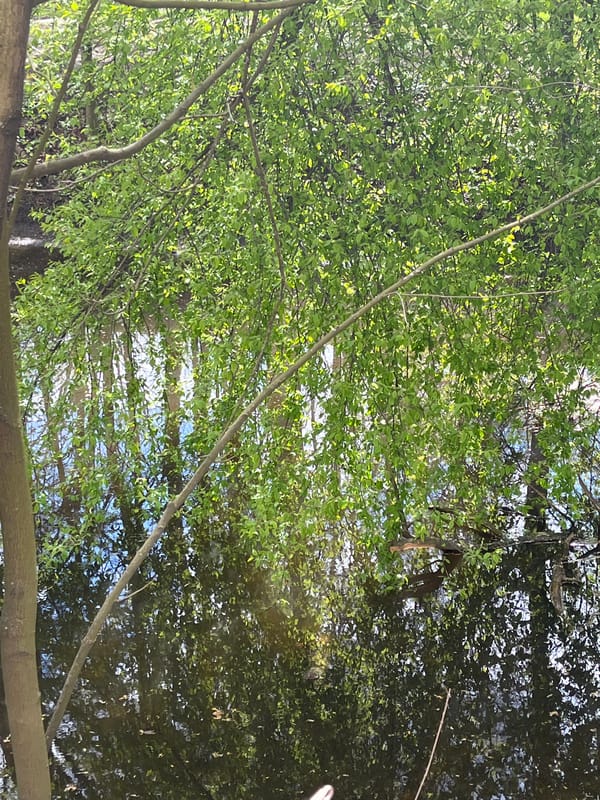 Spring waterway scenes captured in Saint Petersburg park