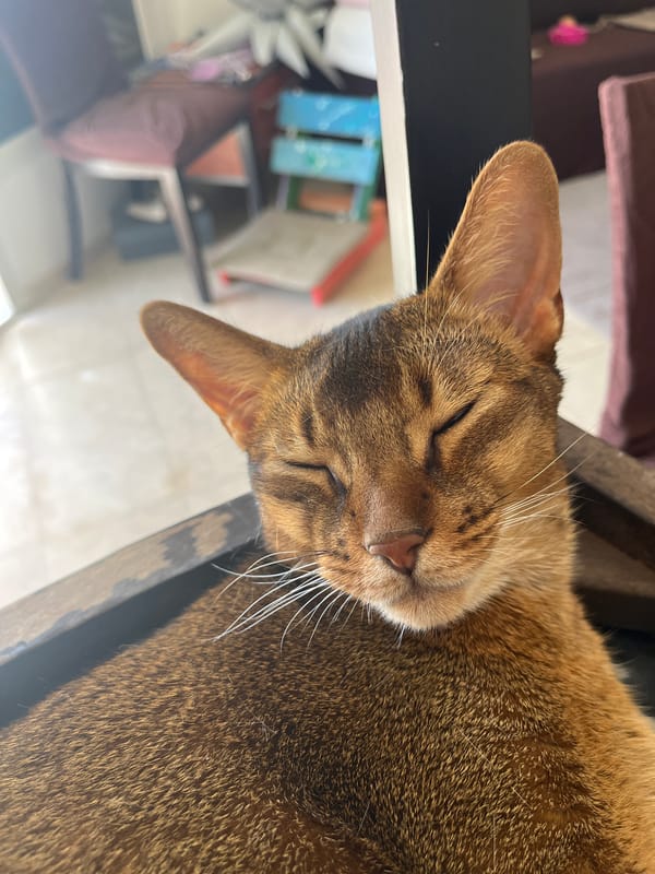 Cats lounging and grooming, with sunny palm tree scenes nearby.