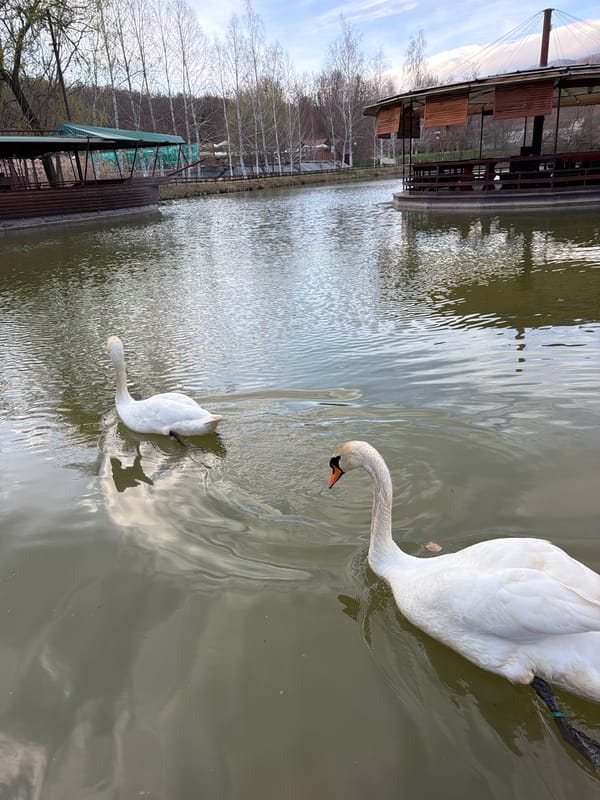 White swans spotted in peaceful pond in Ginovci, Macedonia