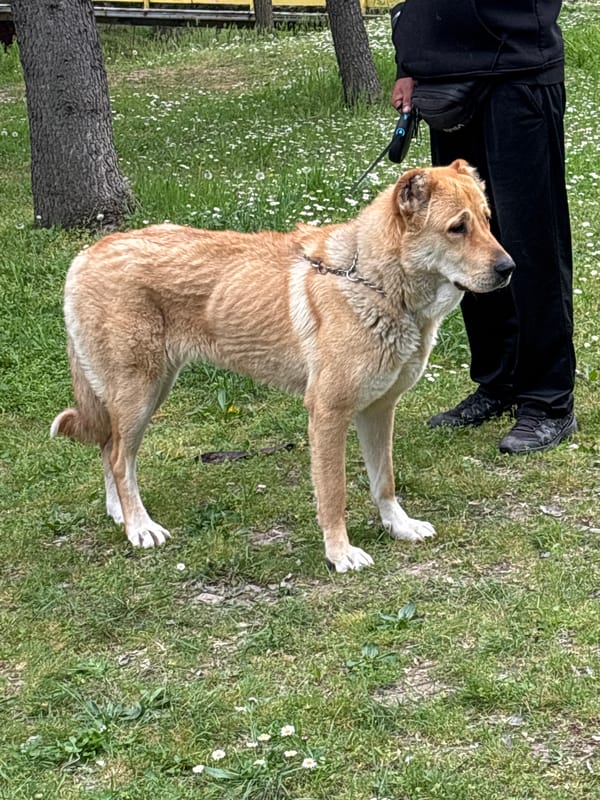 Dog with white paws spotted on grass in Plovdiv