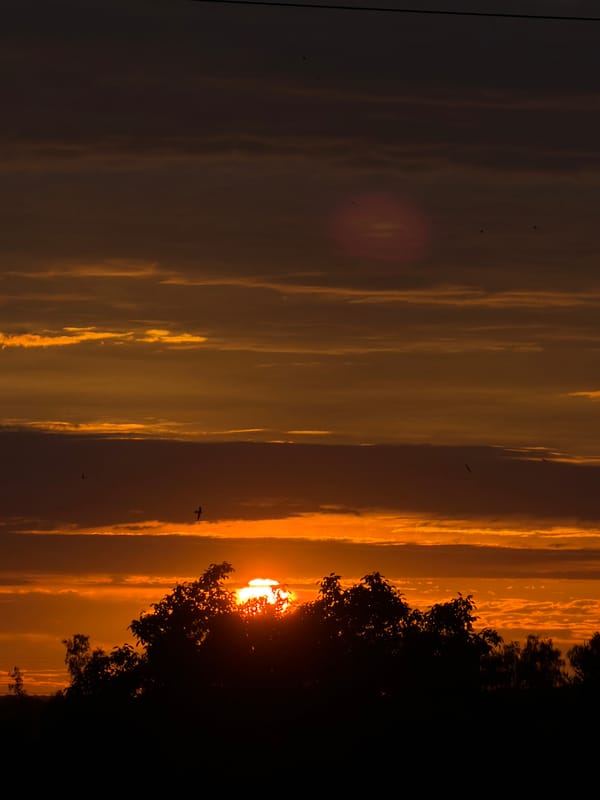 Golden sunset over Gorzow, trees silhouetted, bird in flight