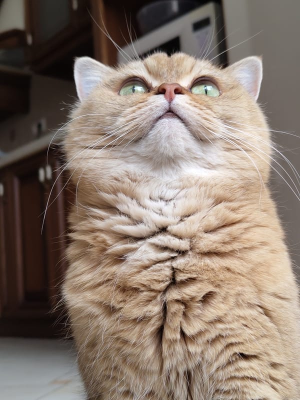 Curious cat investigates a basket of chocolates at home