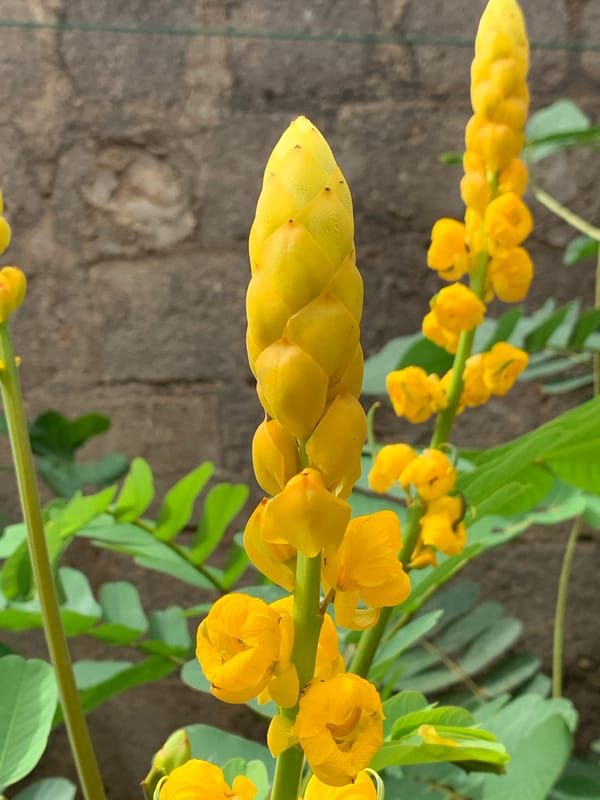 Morning botanical documentation captures tropical flora in Ikorodu, Nigeria