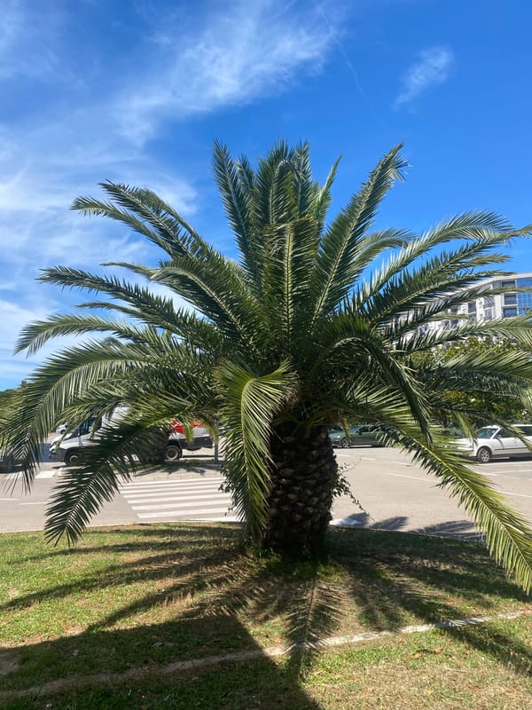 Montenegro residents share casual social media moments Saturday morning