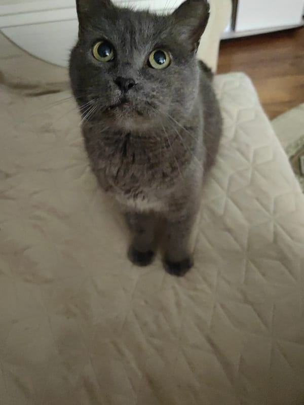 Gray cat and a home aquarium, indoors