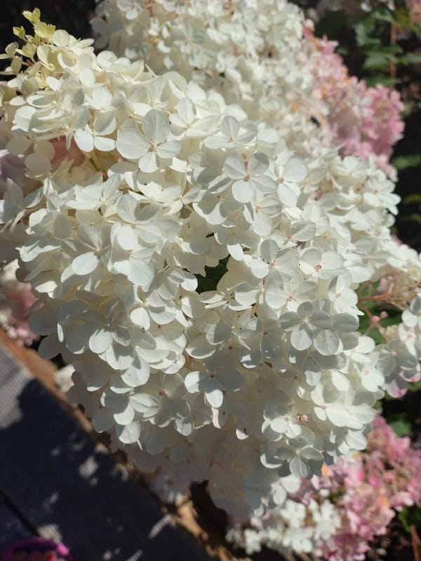 Summer garden in full bloom, Písek