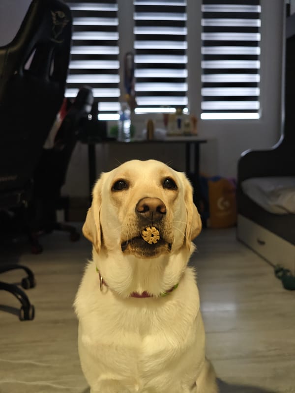 Dog with toy and workspace setup captured in Bulgaria