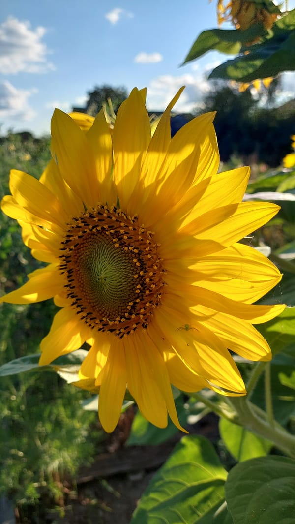 Summer garden in full bloom, Kozarovychi, Ukraine