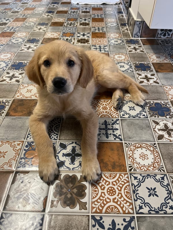 Golden Retriever puppy captured resting indoors in Kostinbrod