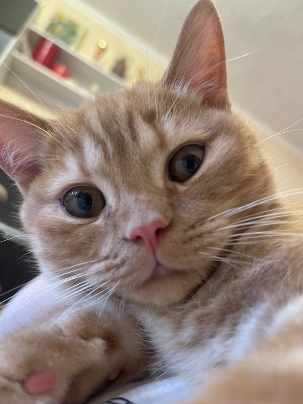 Orange tabby cat and kitten, various moods, Kommunarka home