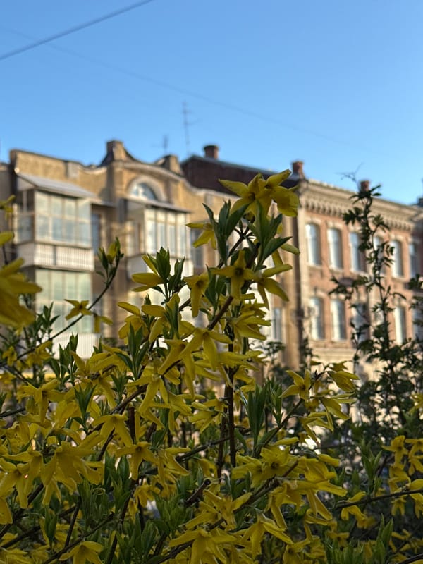 Spring blooms frame historic building in Ovoshchnoy, Russia