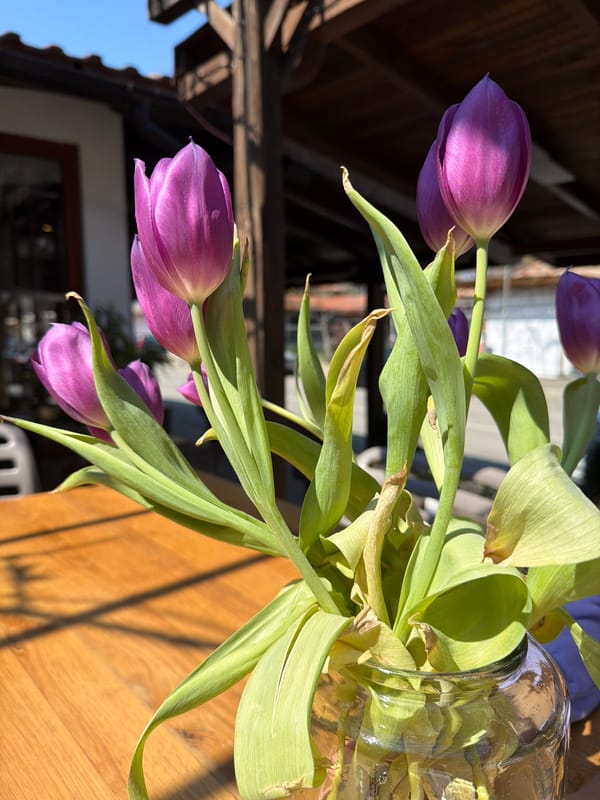 Purple tulips displayed on shaded outdoor wooden table