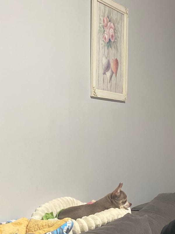 Chihuahua rests beside sofa in quiet domestic scene
