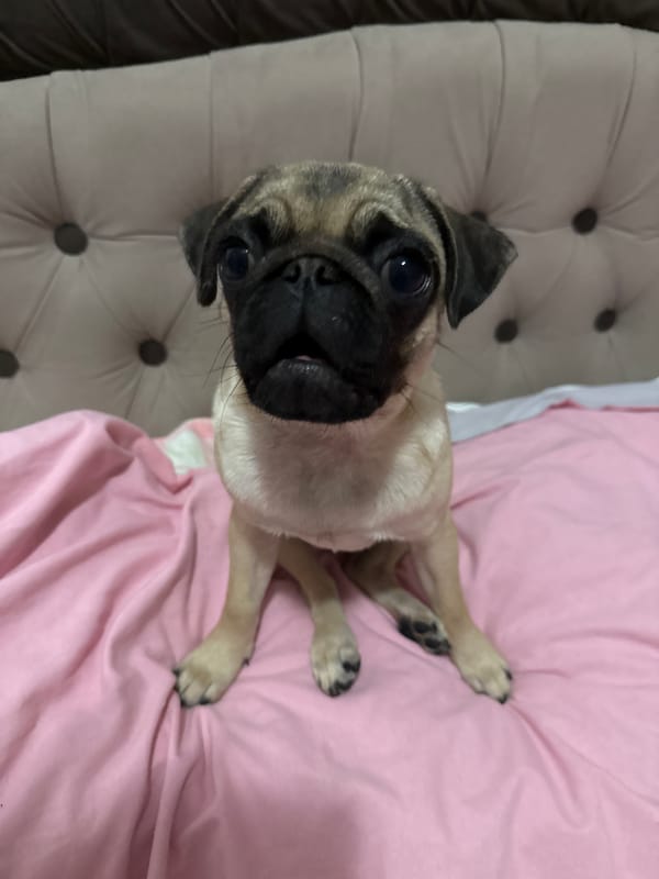 Fawn pug at home: sitting, napping, and lounging around.