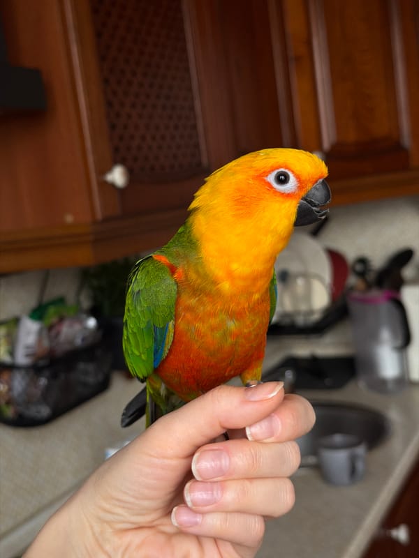 Pet parrot shares quiet moments with family in Khimki