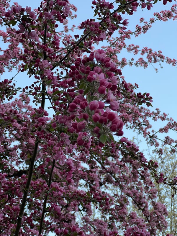 Spring blooms captured in Munich tree canopy views