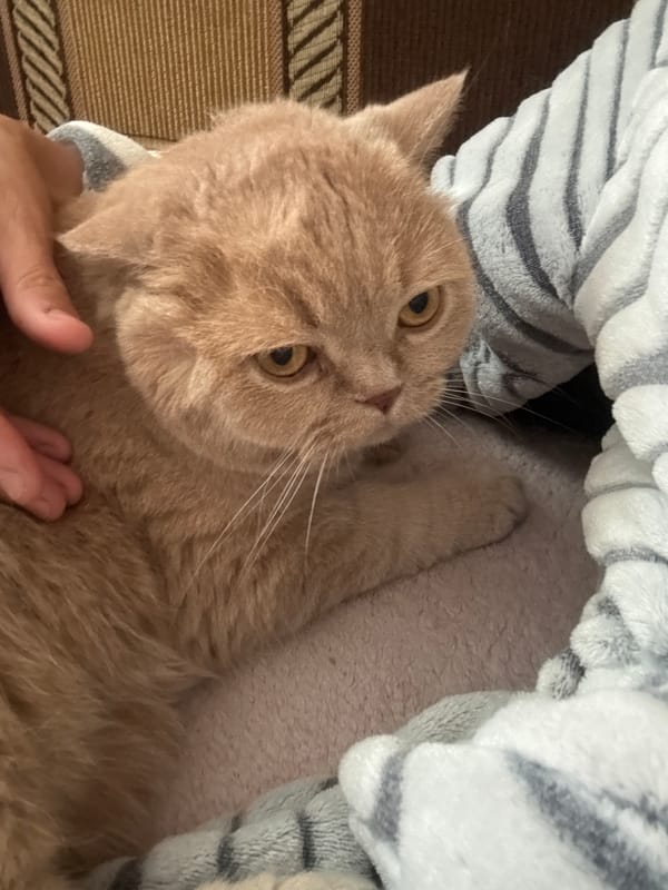 Morning cat time - windowsill watching and cozy moments