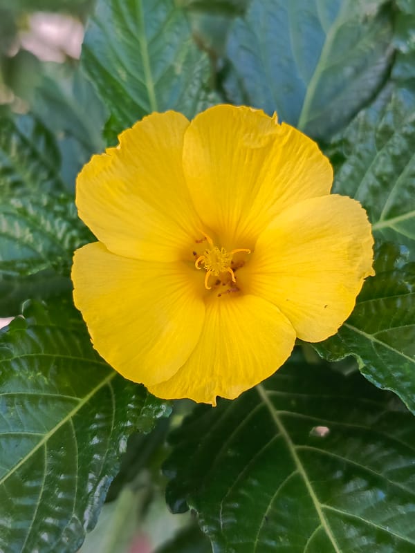 Tinaco Venezuela flowers and church documented by witness