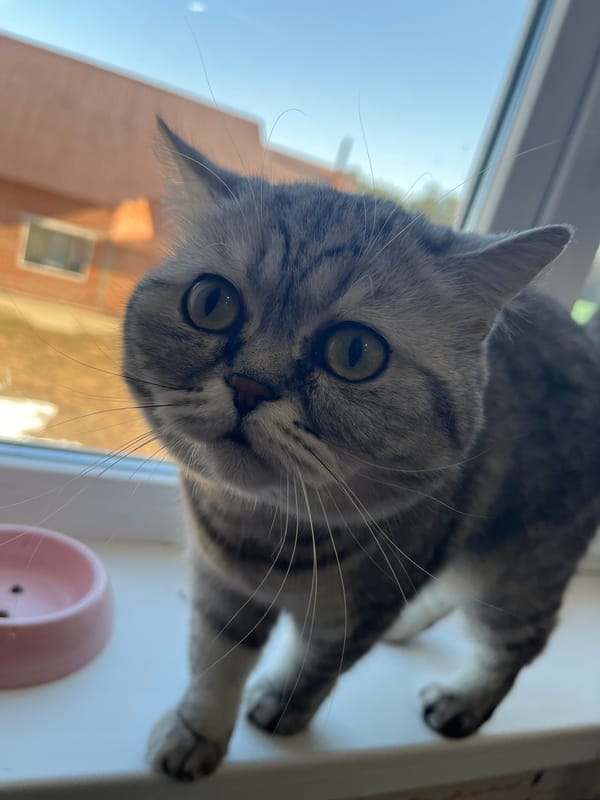 Morning breakfast with curious cat observer in Chaikovsky, Russia