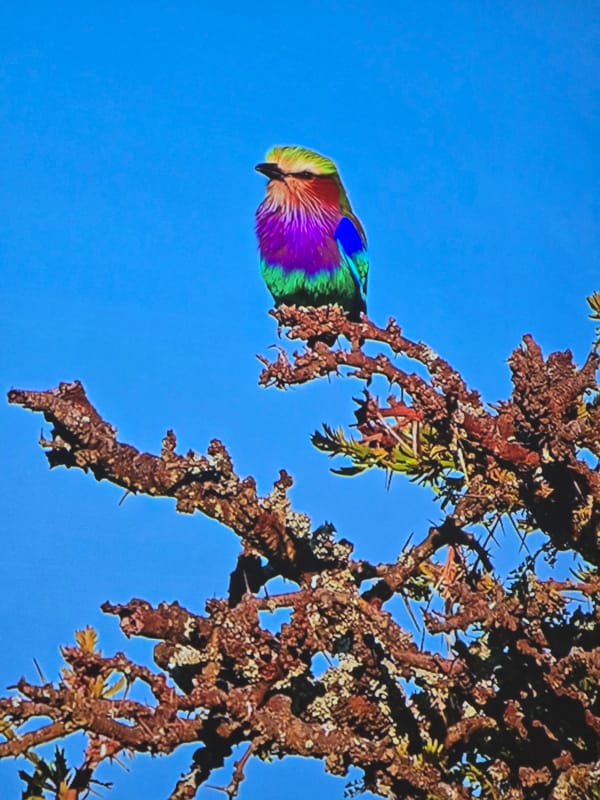 Lilac-breasted roller perched on thorny branch, Tanzania savanna