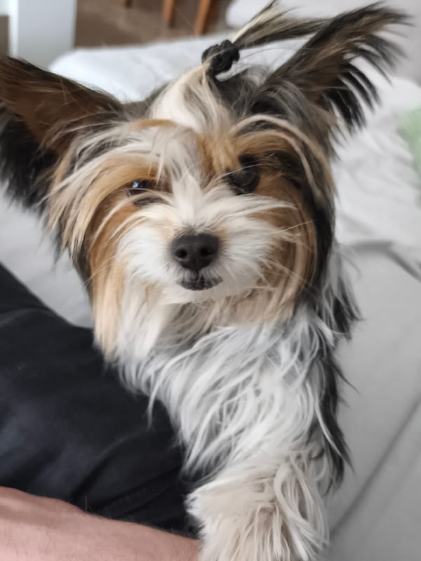 Person photographed with small dogs in Torás, Spain