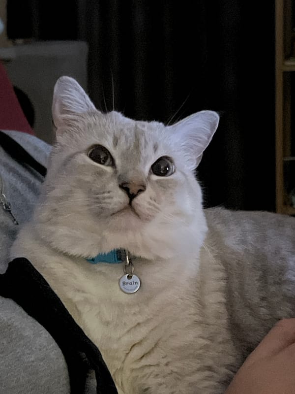 Tabby cat with blue collar observed indoors