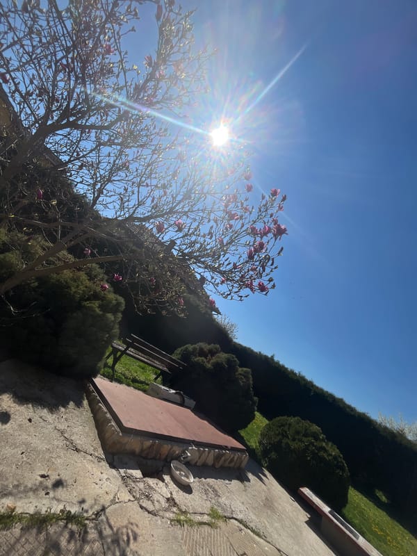 Spring blossoms observed under bright sun in Koinare, Bulgaria
