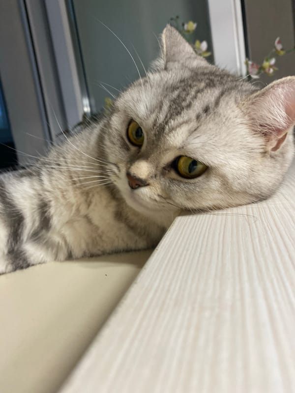 Cats and a chinchilla doing their thing at home in Votkinsk