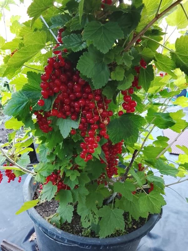 Midsummer garden check in Baranavichy, Belarus