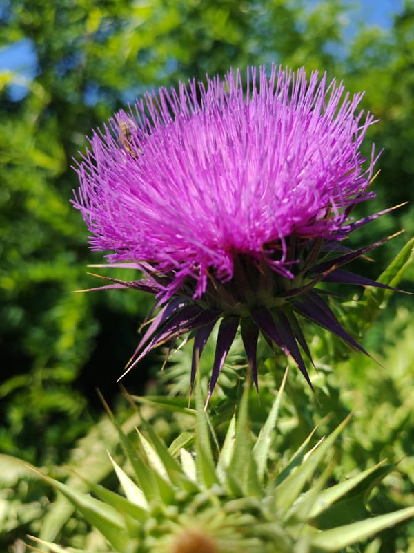 Bee on a blooming purple thistle, Blagoevgrad