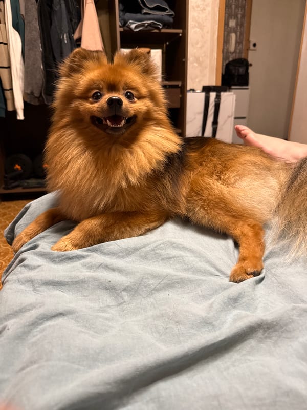 Dogs on blankets and Pocky snacks, a quiet evening in Khimki