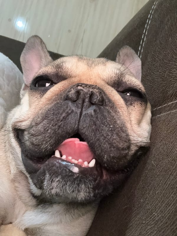 Kittens and French Bulldog photographed resting in Anton home