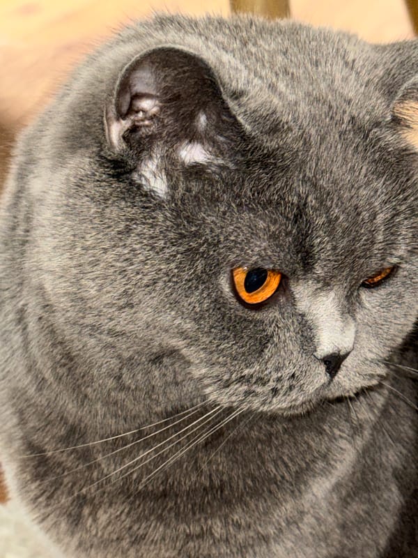 Cat portraits and urban scenes documented in Plovdiv afternoon