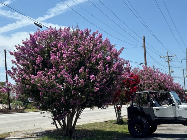 Strip mall parking lot with Jeep and blooming crape myrtle