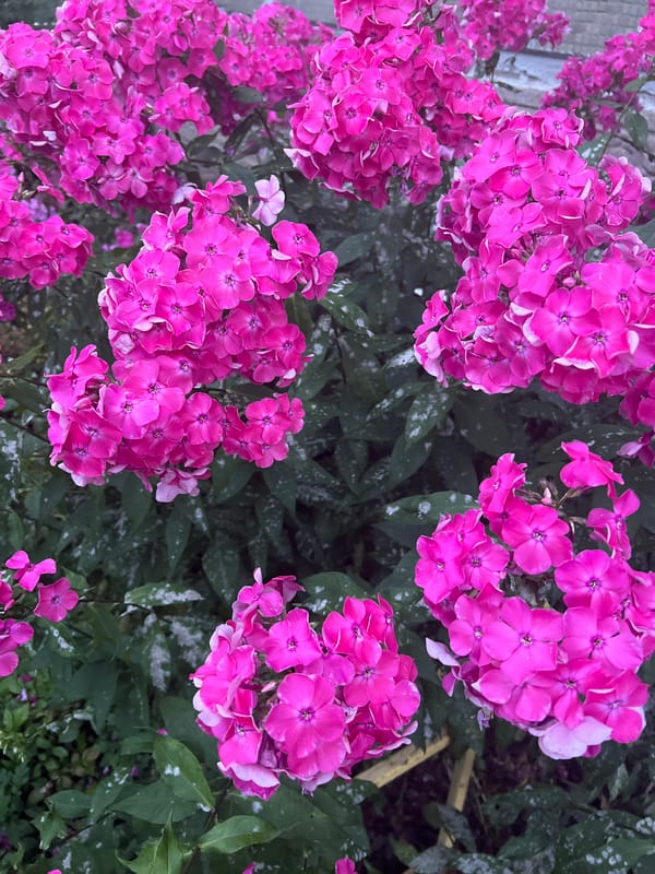 Garden blooms, church domes, and folk art in one afternoon
